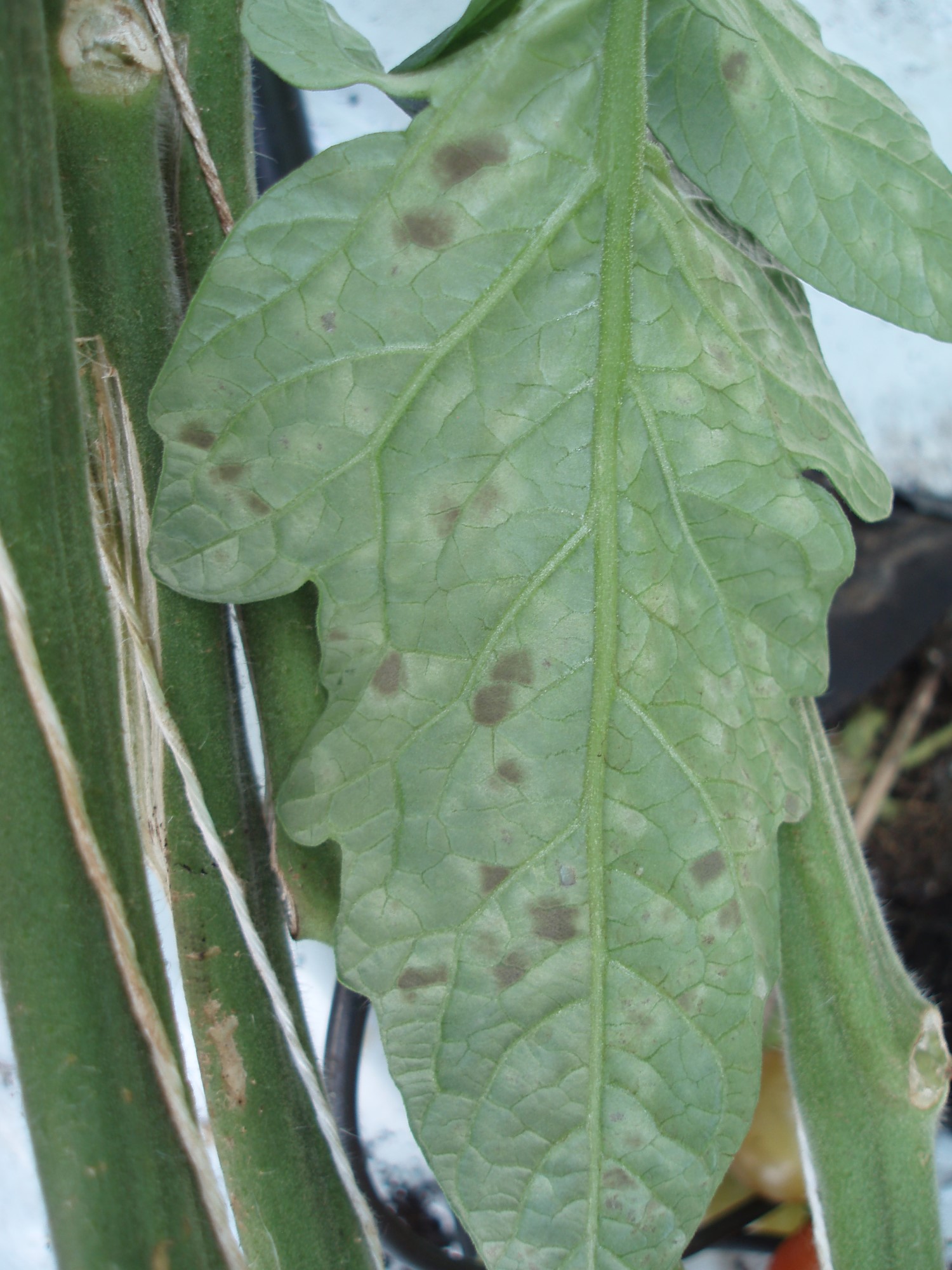 Velvety-brown fungal growth patches on the underside of a tomato leaf. Copyright Dave Kaye, RSK ADAS.